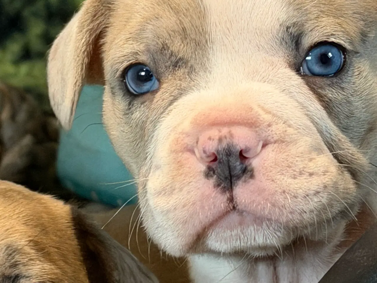 Billede 4 - Fransk Bulldog