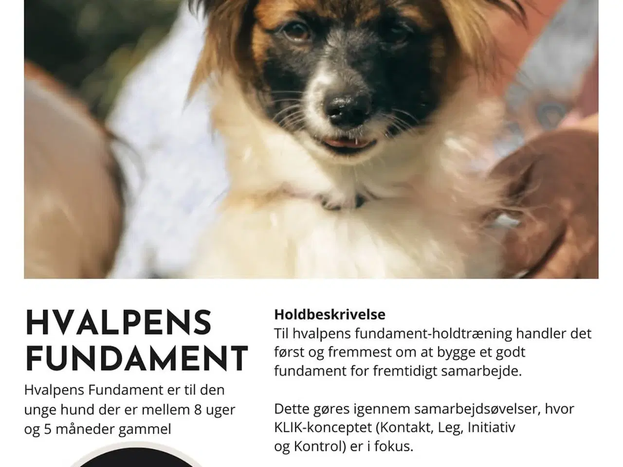Billede 8 - Papillon han hvalpe