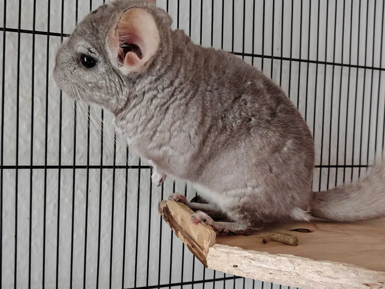 Billede 1 - Chinchilla Han🪻