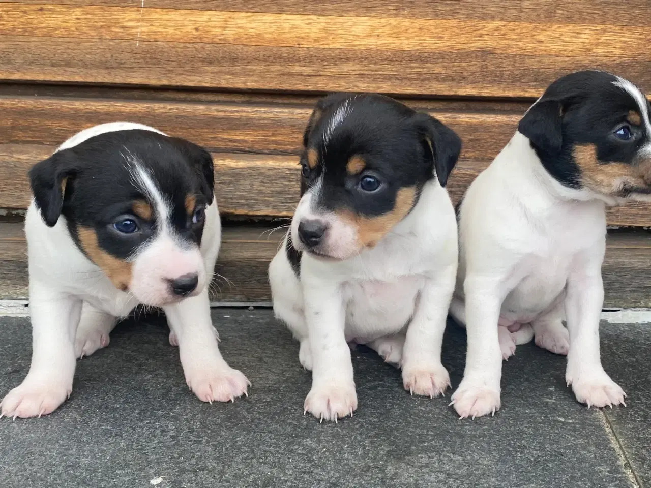 Billede 3 - Dansk-svensk gårdhund