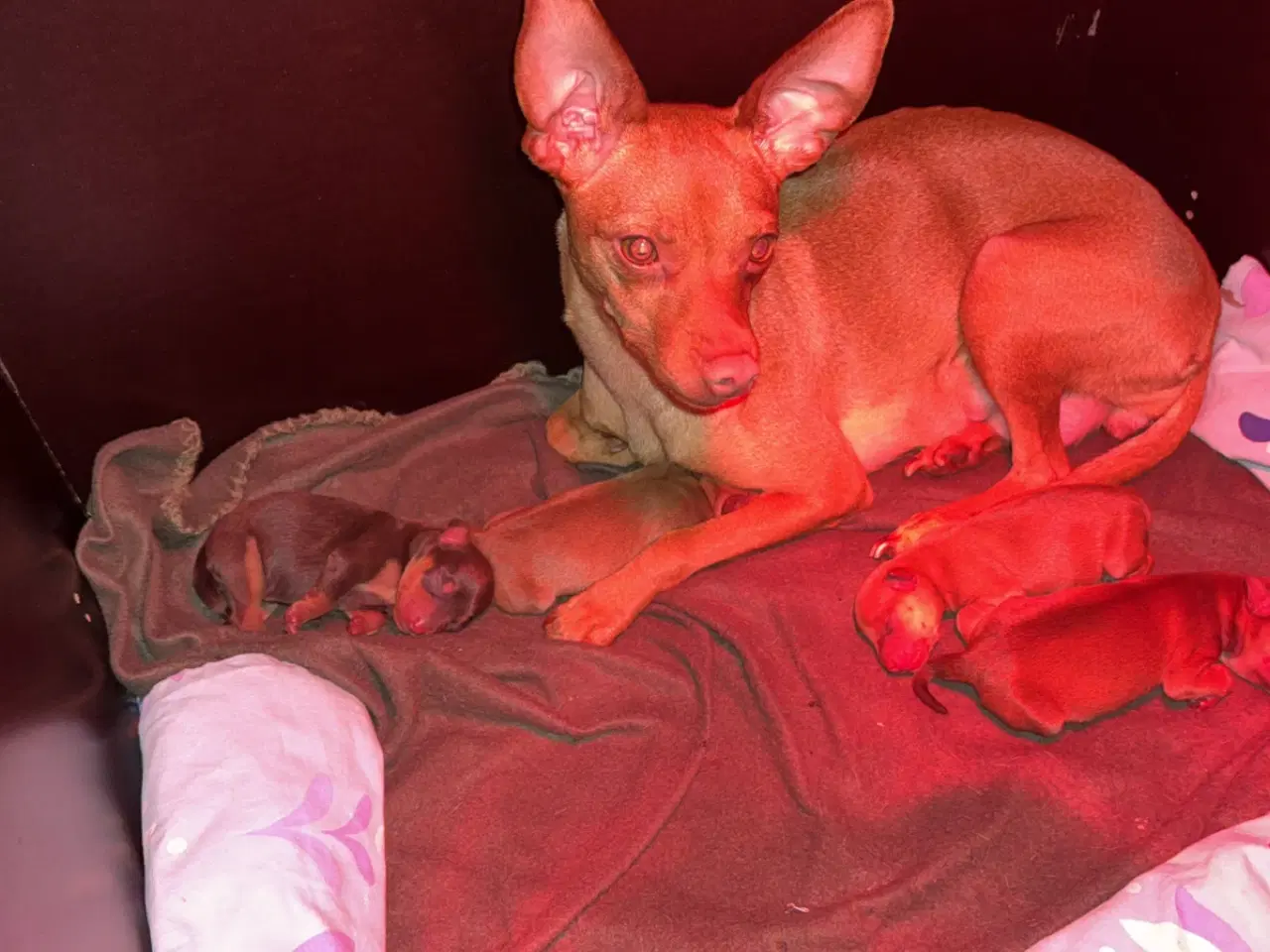 Billede 2 - Dværg Pinscher / Prazsky Krysarik