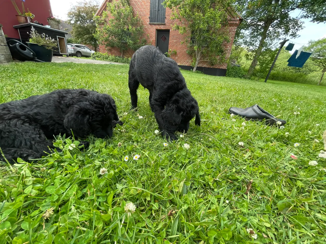 Billede 5 - Labradoodle Hvalpe