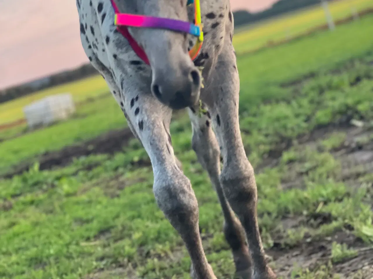 Billede 3 - Smuk Knabstrup blanding 🩵