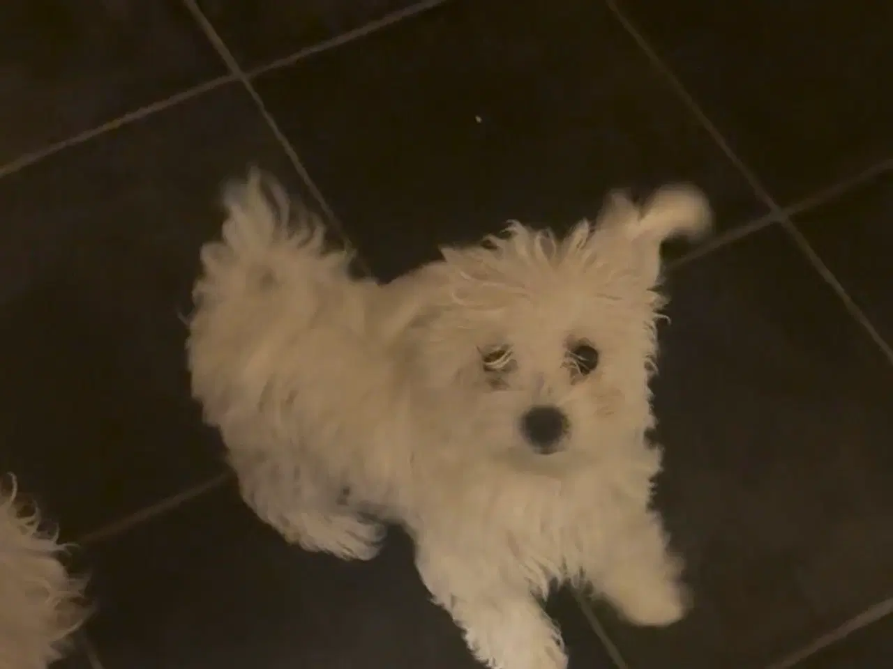 Billede 3 - Hvalpe Maltese en Tæve