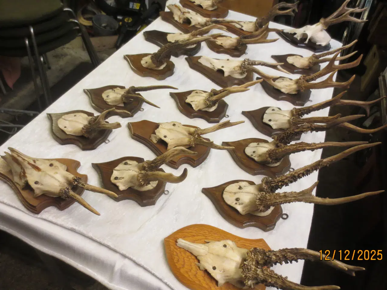 Billede 6 - 20 stk Gevir på Opsats