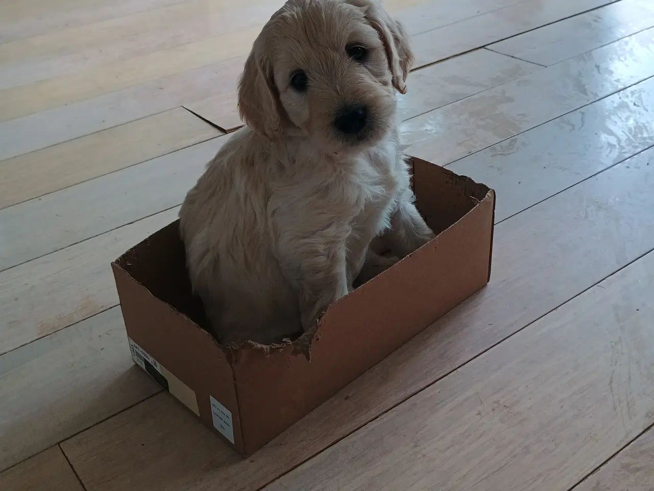 Billede 5 - Labradoodle hvalpe 