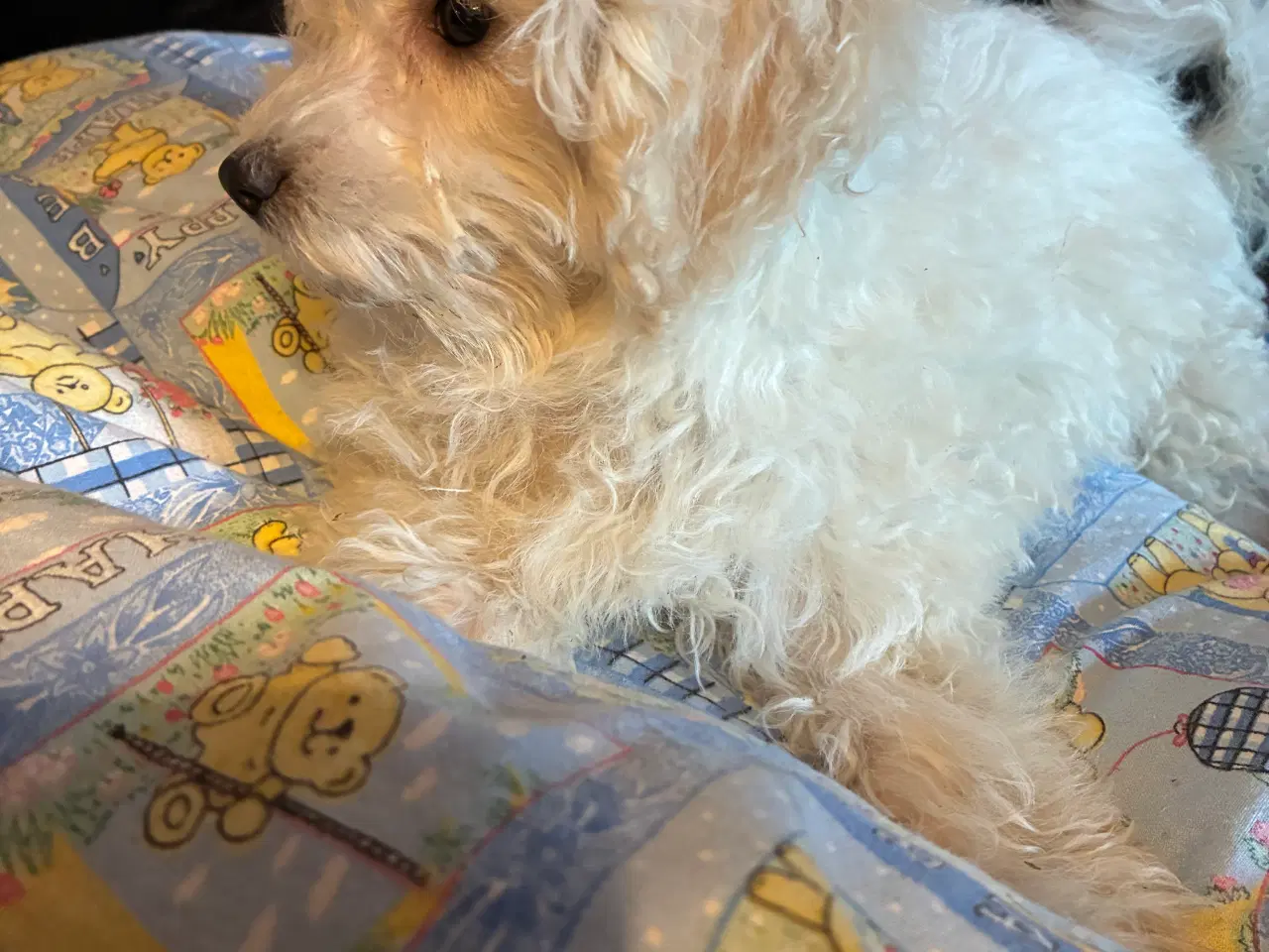 Billede 4 - Puddel blandinger 