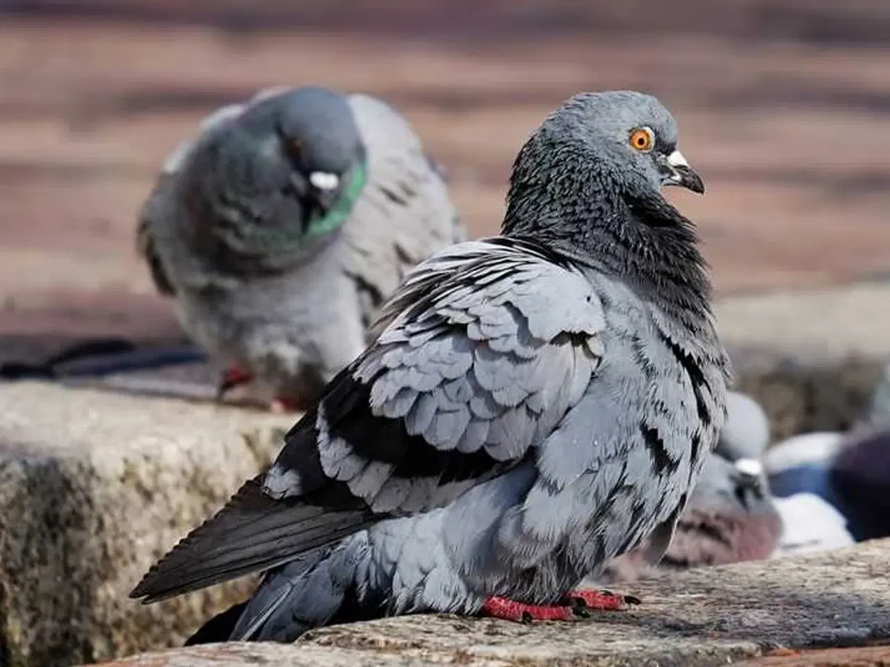 Billede 2 - Duer KØBES!