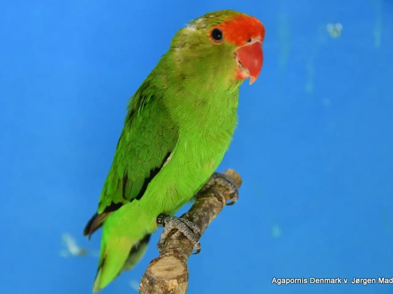 Billede 1 - Taranta Dværgpapegøje