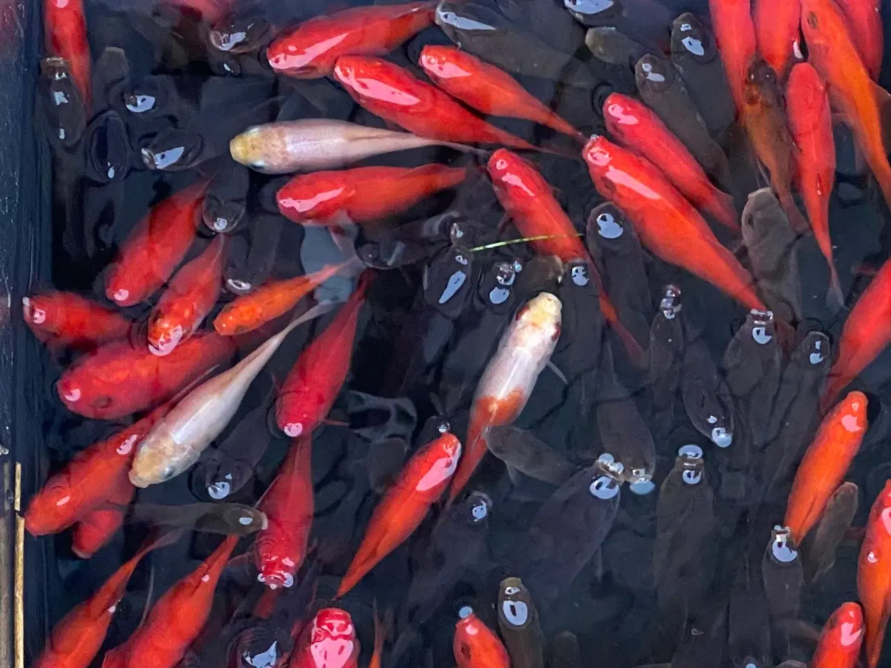 Billede 3 - Guldfisk 6-10 cm