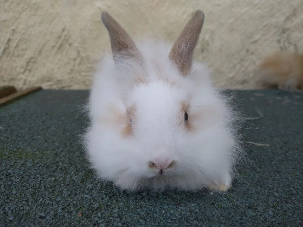 Billede 2 - Hun unger 8 uger Teddy Løvehoved 