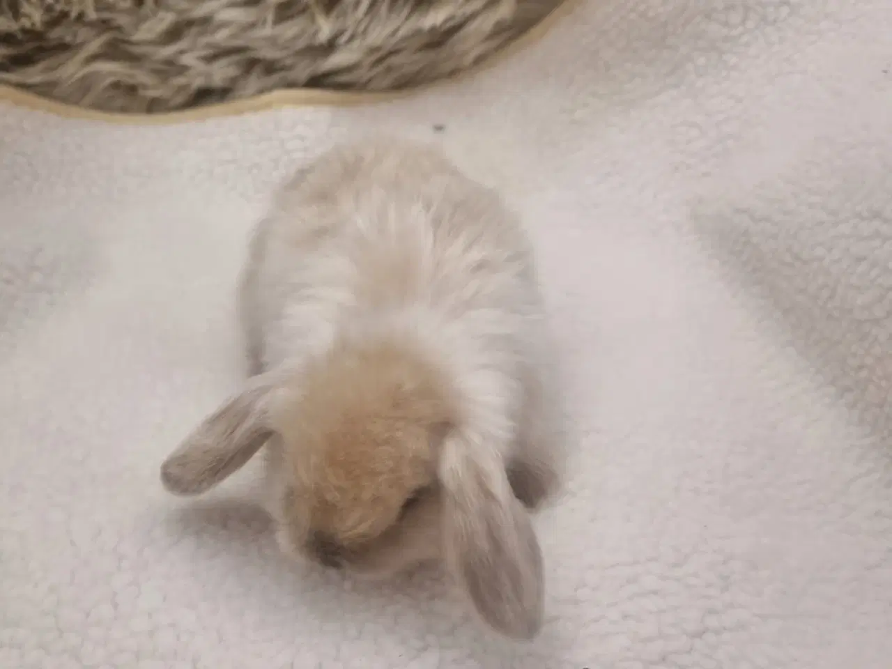 Billede 5 - Mini lop dværgkanin unger
