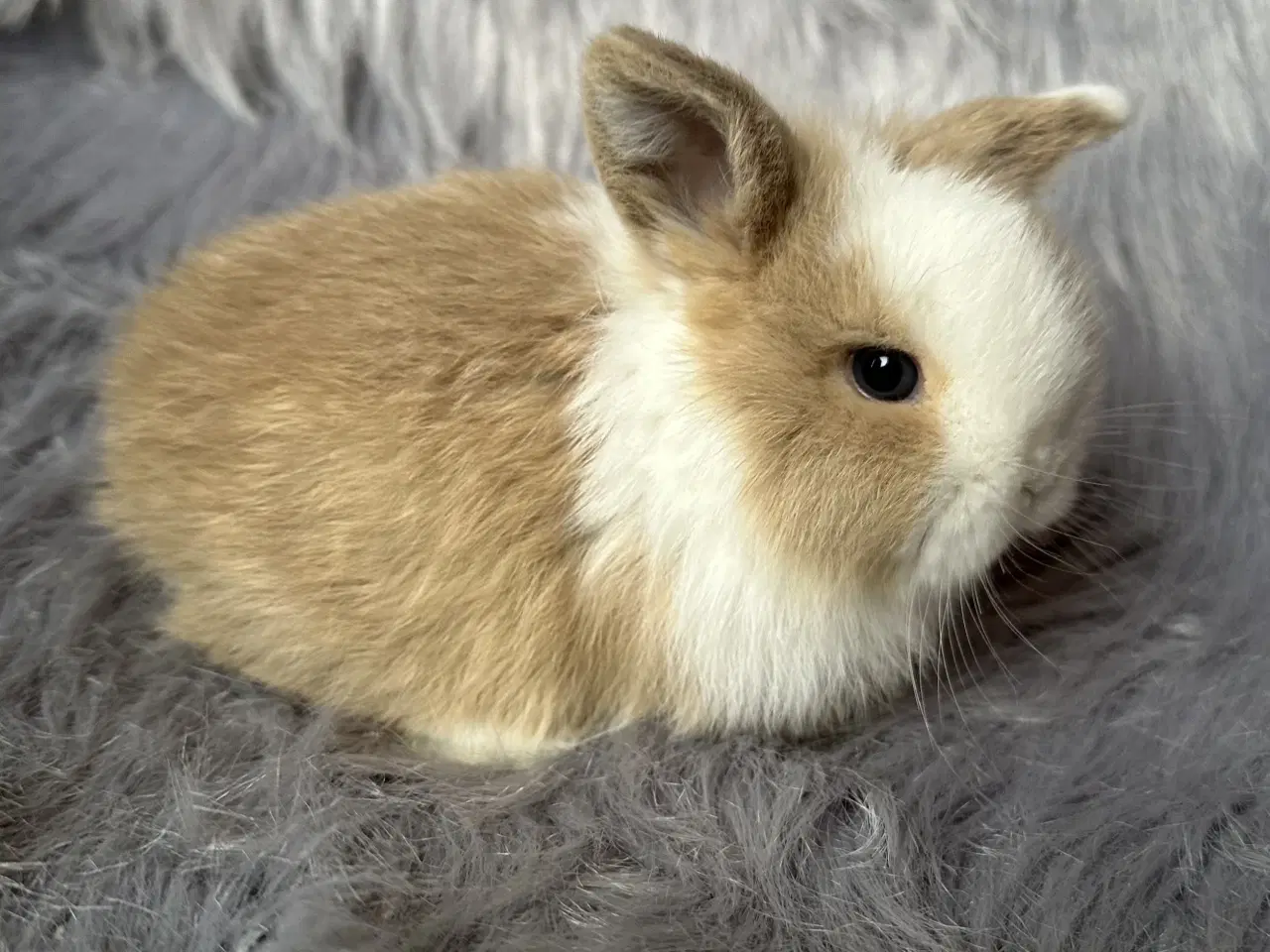 Billede 3 - Ægte minilop kanin unge 