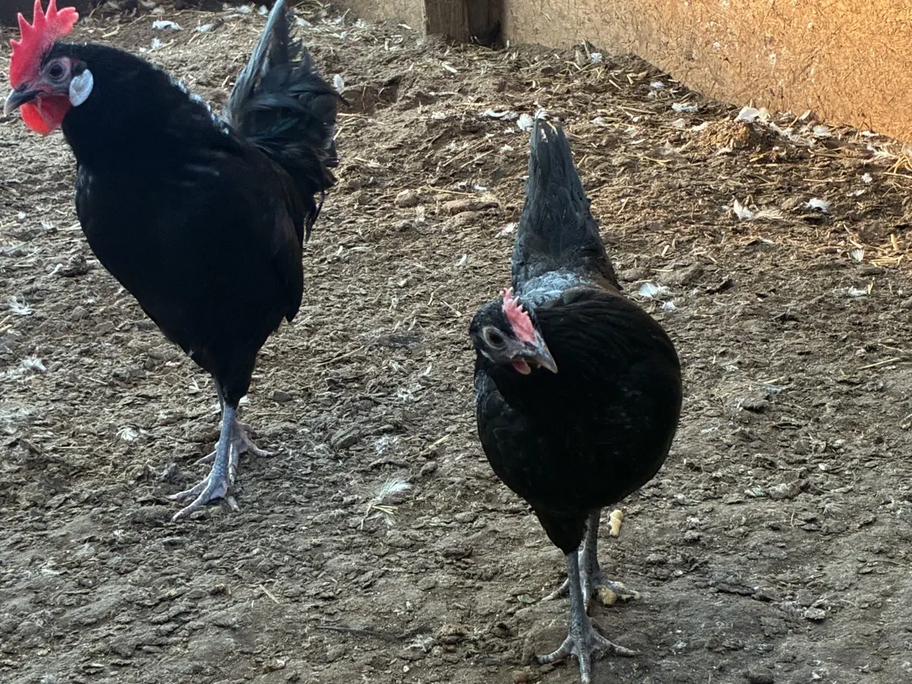 Billede 4 - Danske landhøns 