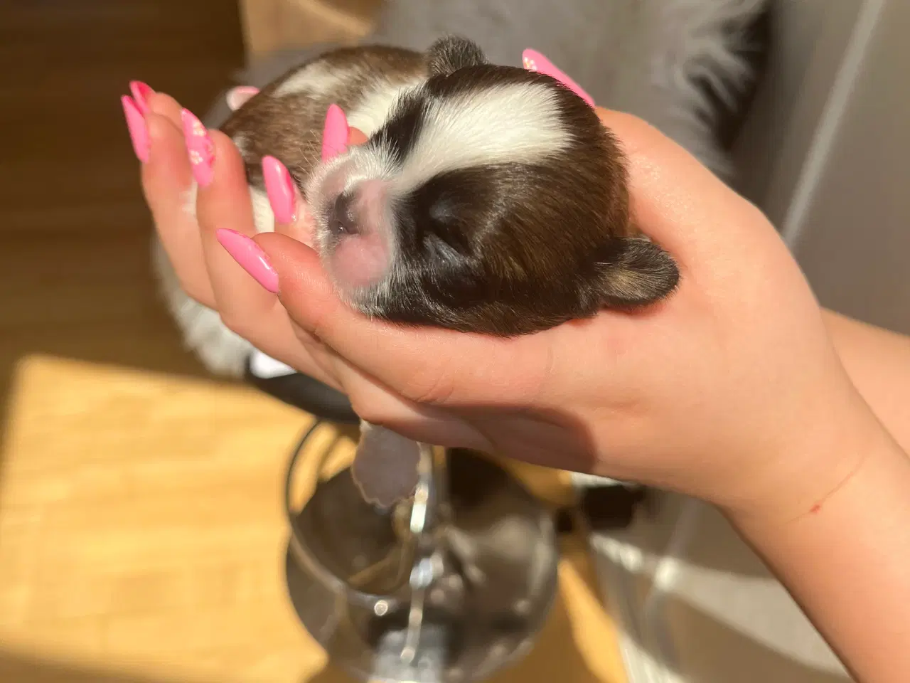 Billede 12 - Rene shih tzu hvalpe til salg 