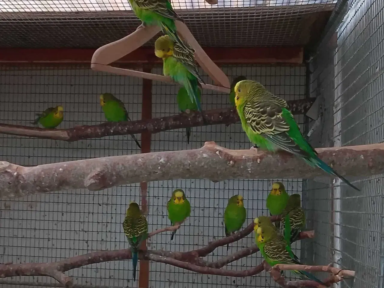 Billede 5 - Undulater