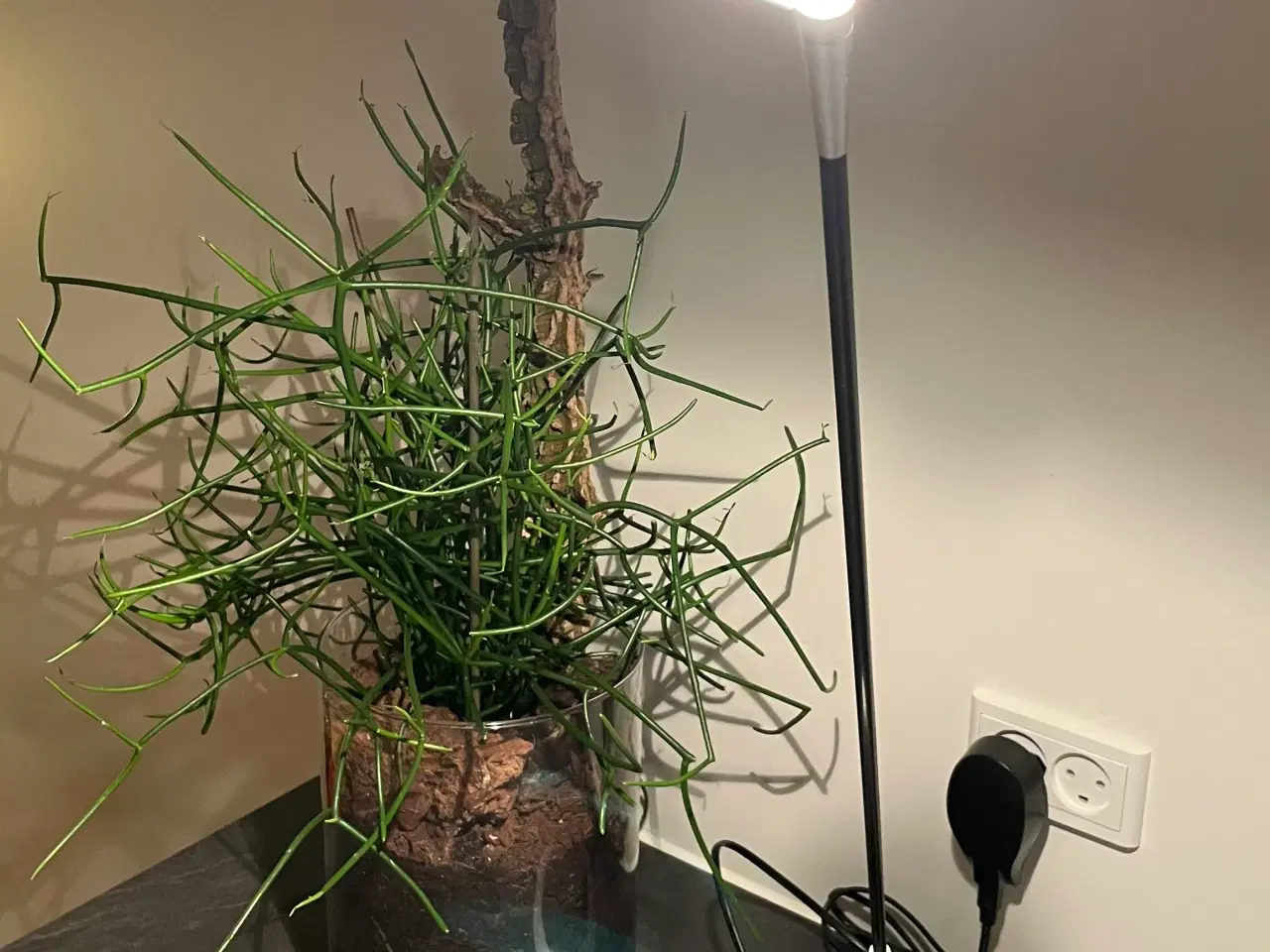 Billede 1 - Oligo bordlampe 