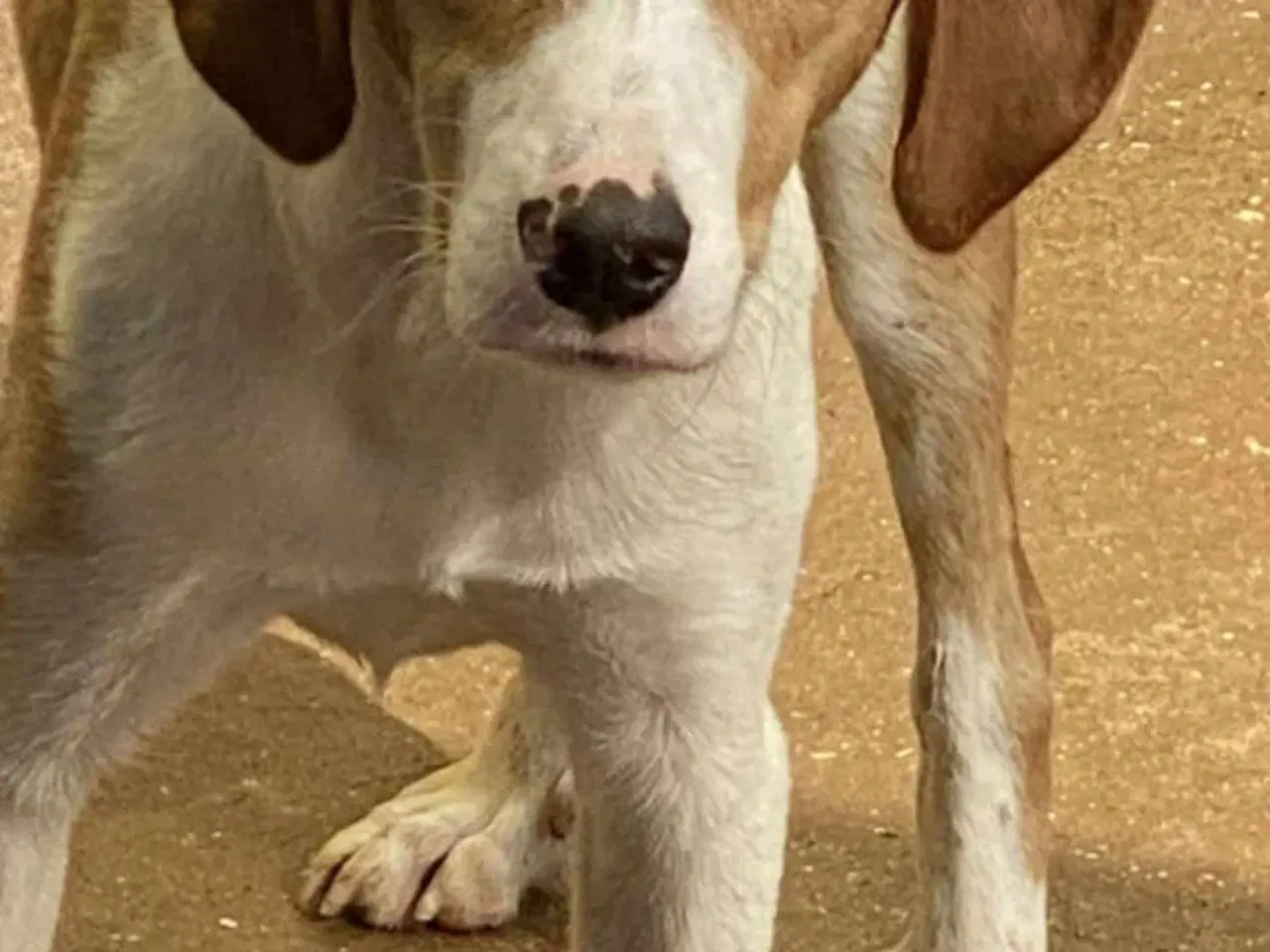 Billede 4 - Skønne Riga søger sit 4ever hjem