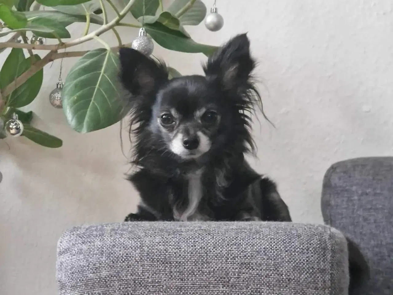 Billede 4 - Chihuahua han tilbydes til avl/parring