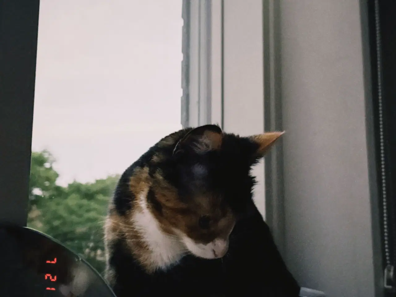 Billede 5 - Gratis kat 