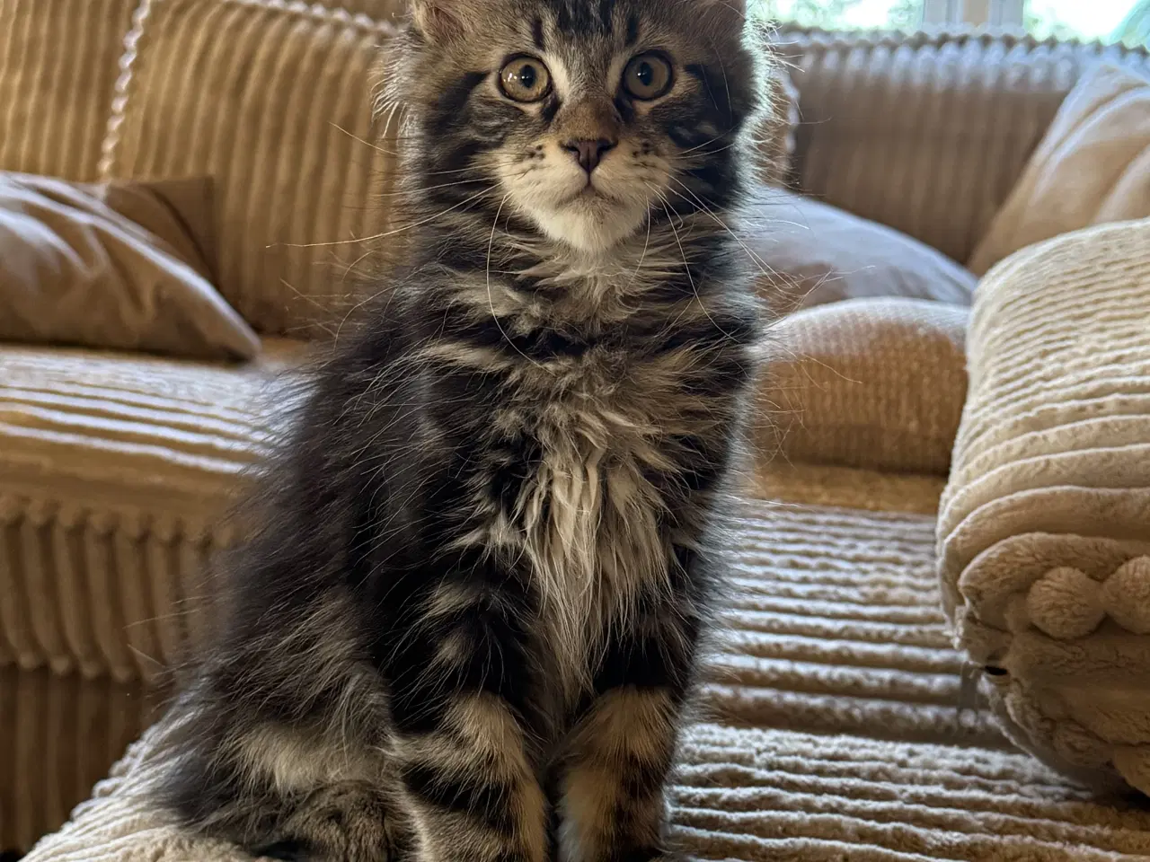 Billede 1 - Maine coon dreng med stamtavle