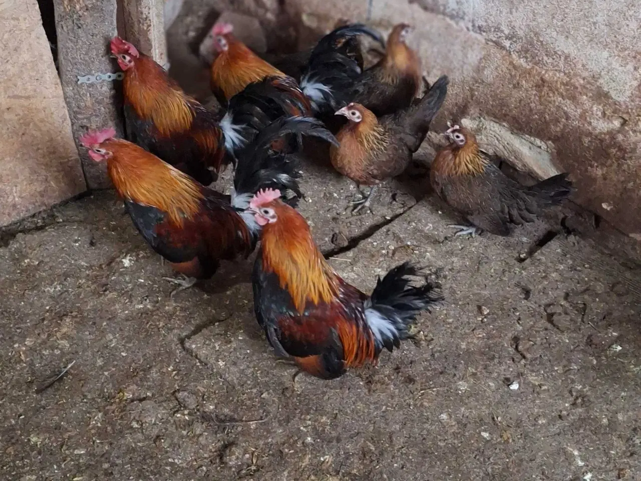 Billede 1 - Dansk landrace høns