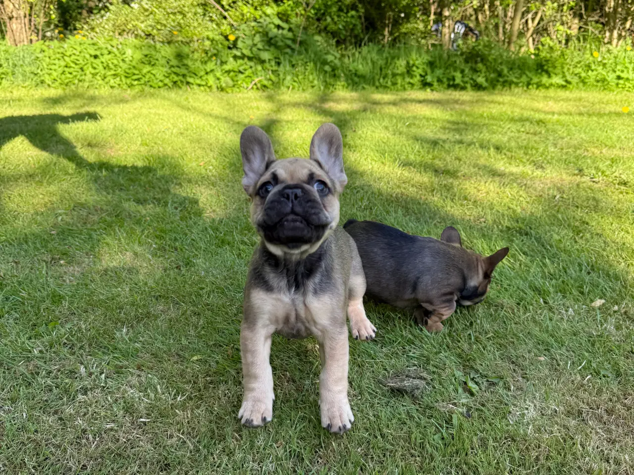 Billede 2 - Fransk bulldog 
