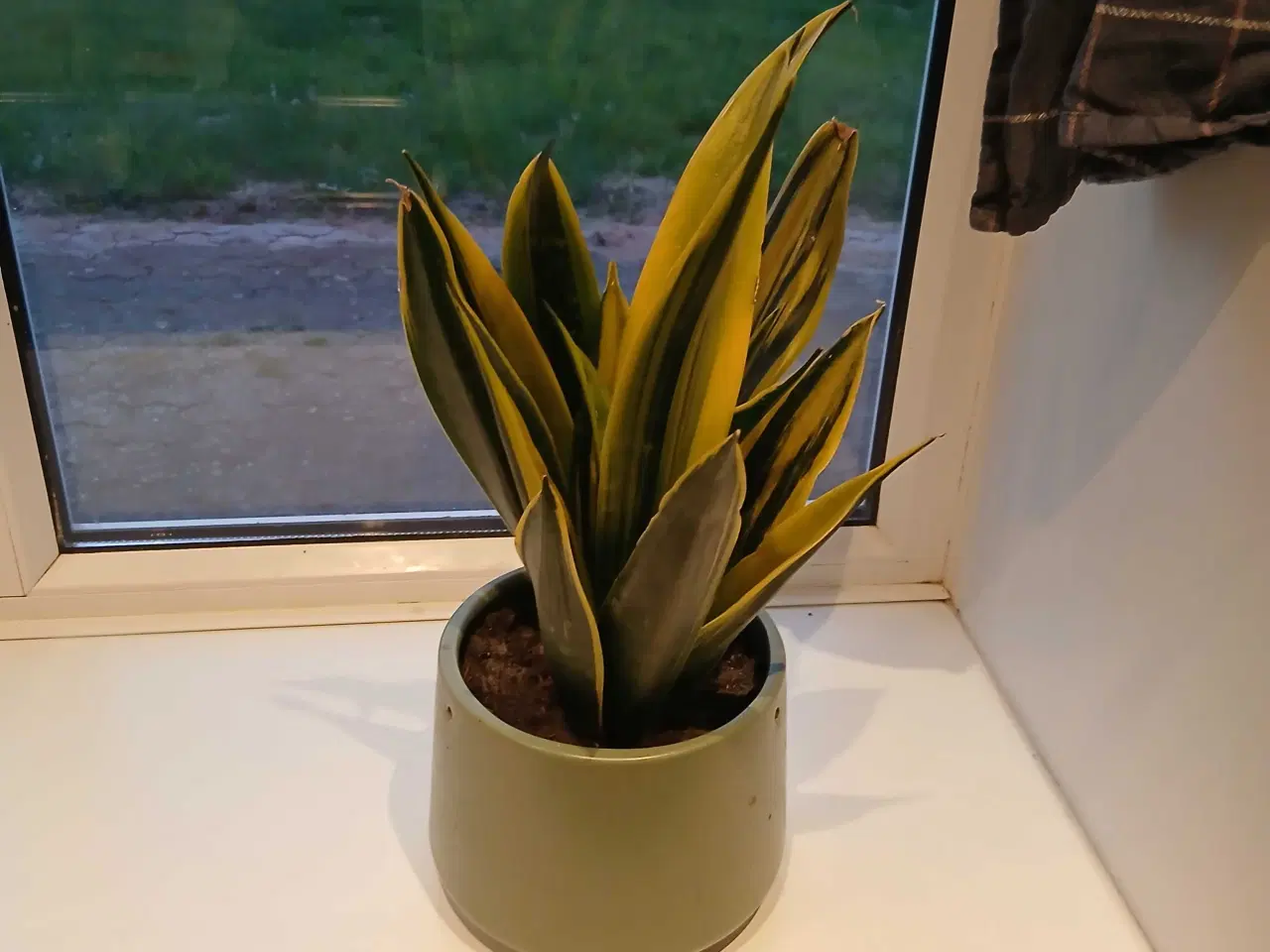 Billede 17 - Diverse planter og krukker