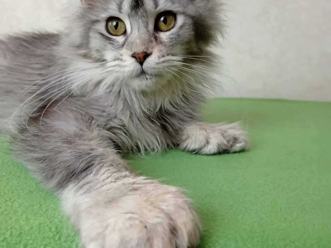 Billede 7 - Maine coon 