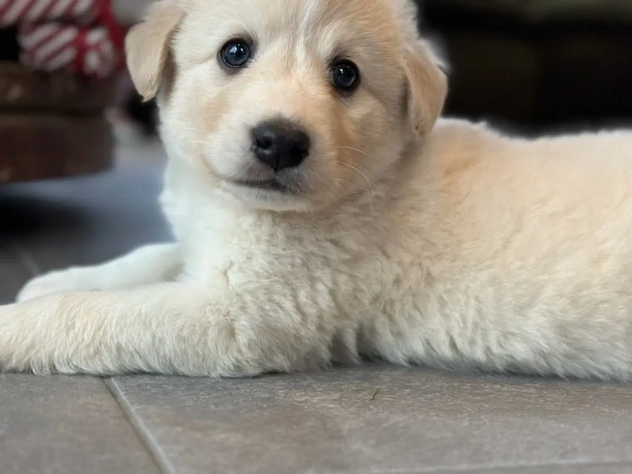 Billede 1 - Labrador blandning 