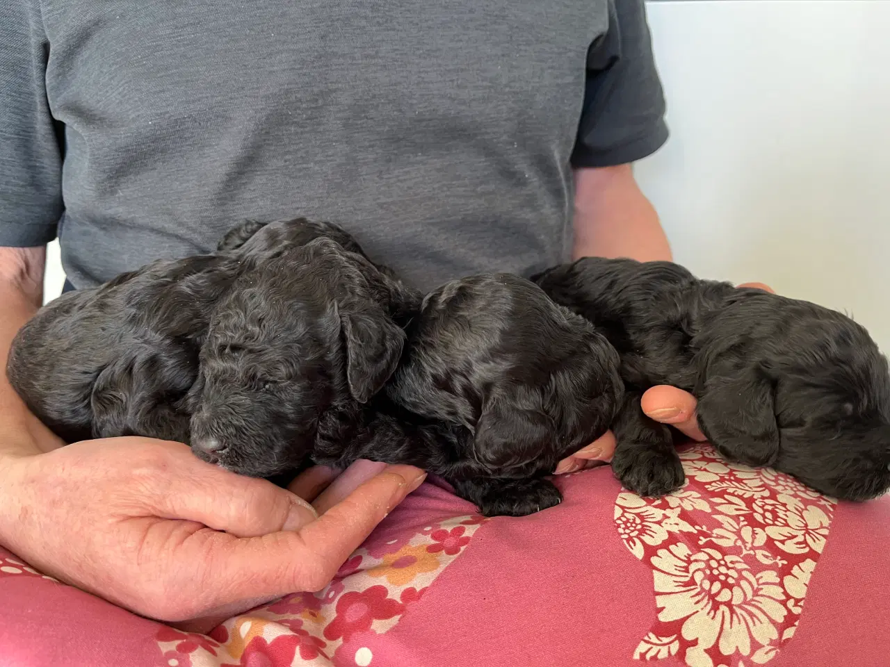 Billede 2 - Cockerpoo f1b