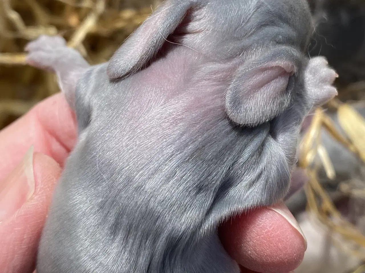 Billede 1 - FRANSK VÆDDER HAN VILDTBLÅ