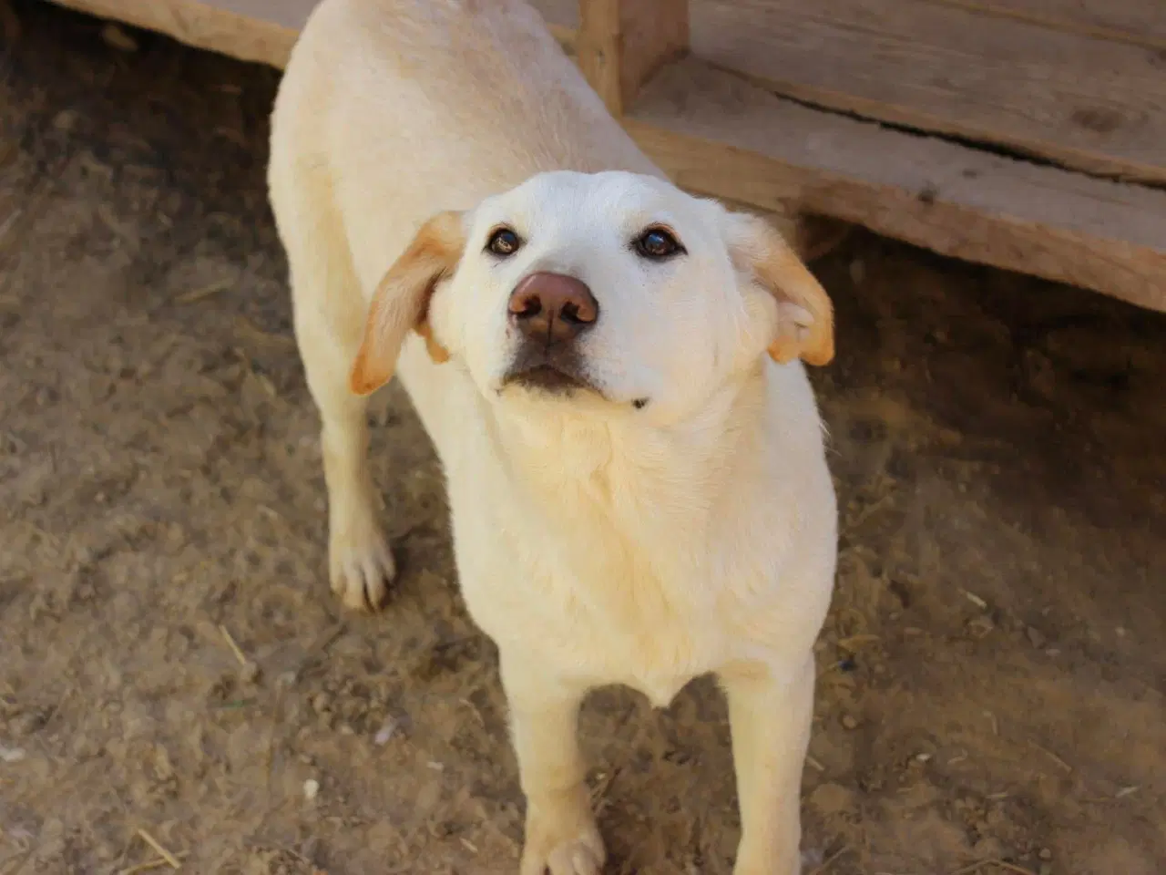 Billede 1 - Buster søger familie. 