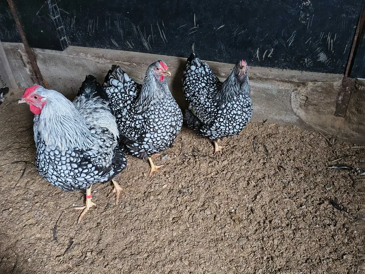 Billede 1 - Kyllinger er klar til æglægning