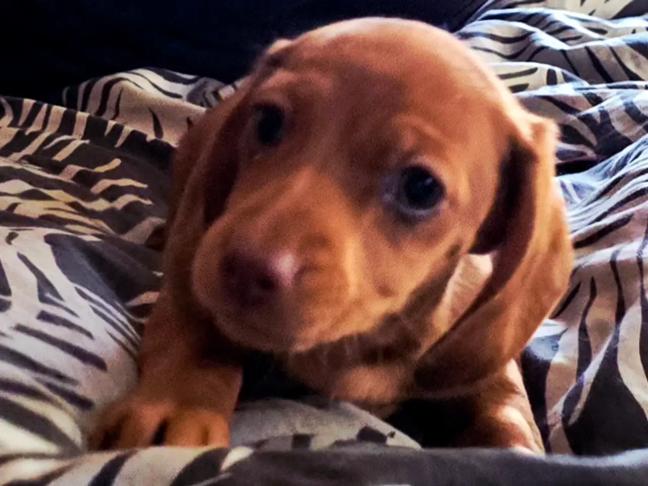 Billede 1 - Gravhunde korthåret Dværg smukke hvalpe 