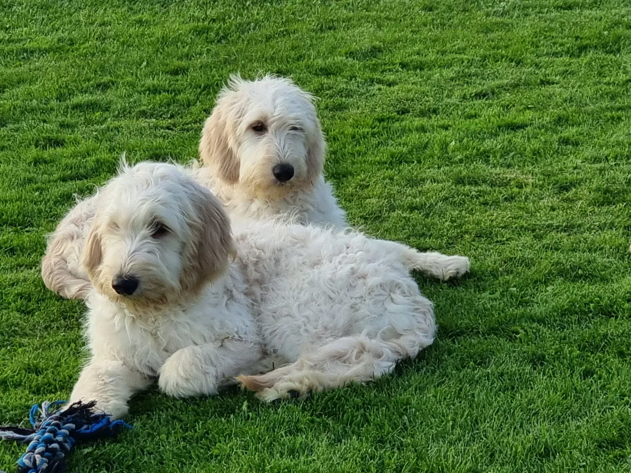 Billede 12 - skønheder Golden doodle hvalpe