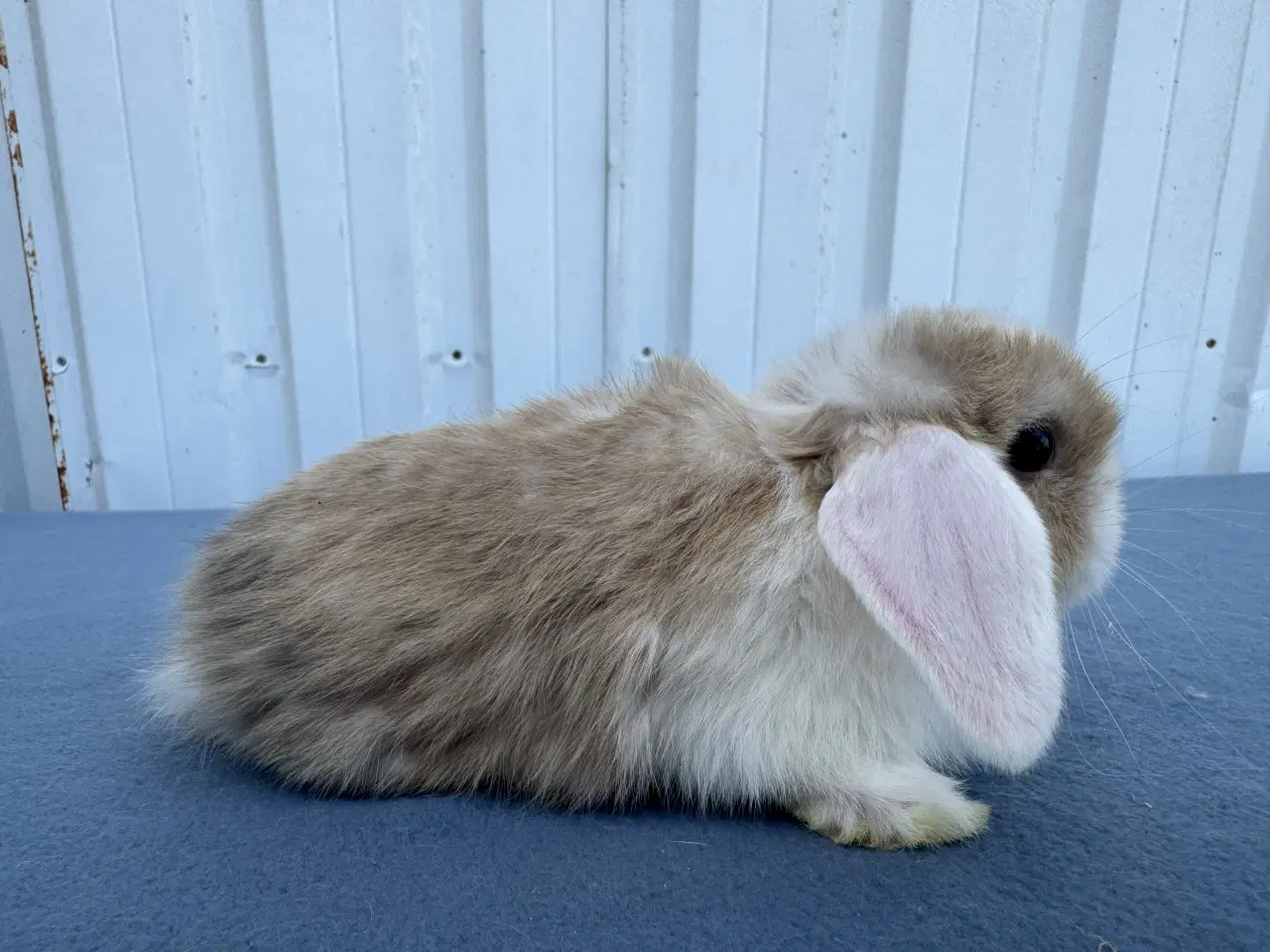 Billede 3 - Dværgvædder hunkanin