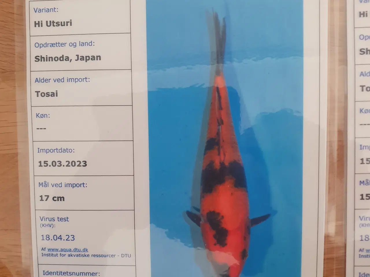 Billede 2 - Certifikat koi sanke,hi utsuri +1 sibirisk stør