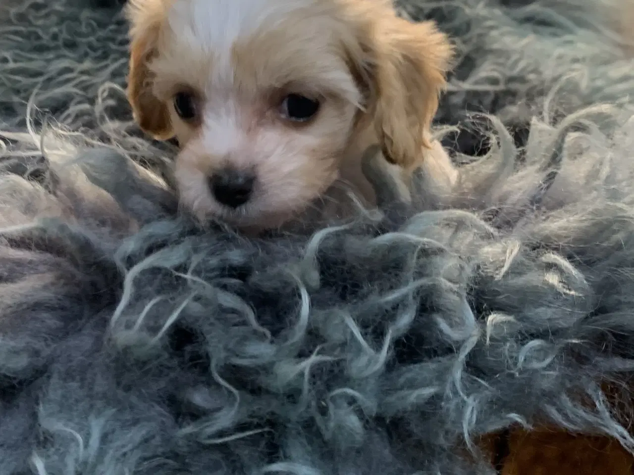 Billede 19 - Mini cavapoo babyer F1