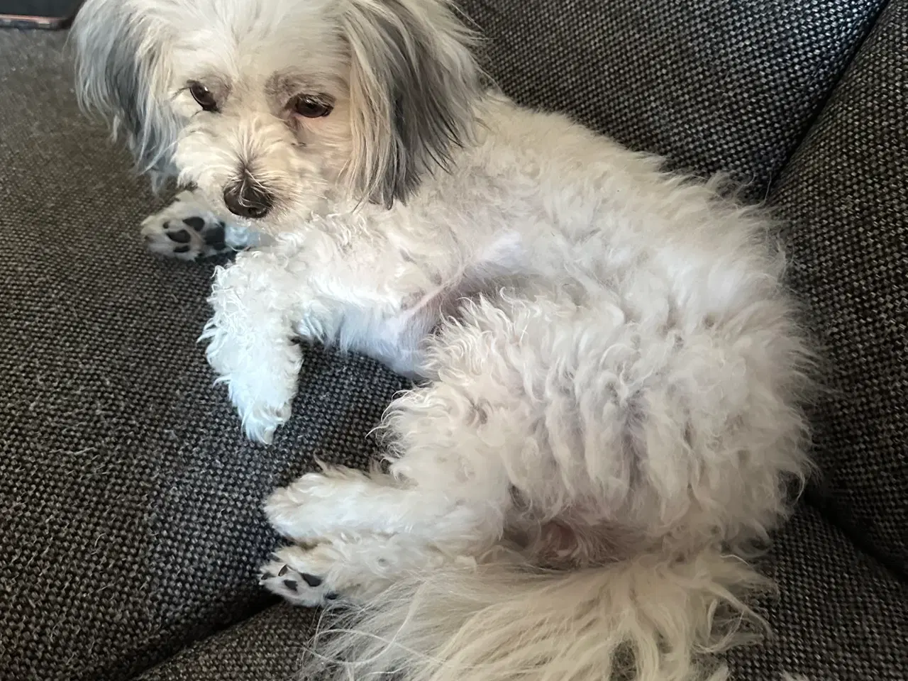 Billede 2 - Malteaser/pekingeser tæve Daisy sælges