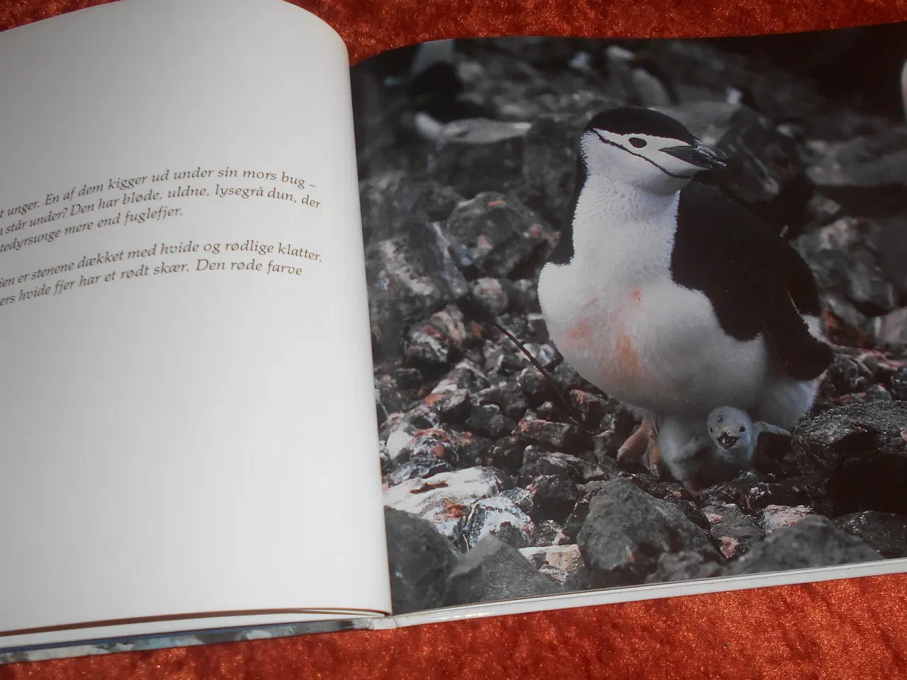 Billede 3 - Pingvinbogen,  Lauritz Sømme, Sybille Kalas,