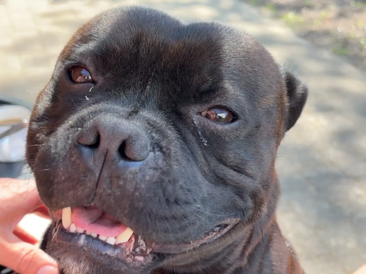 Billede 1 - Parring Svendborg