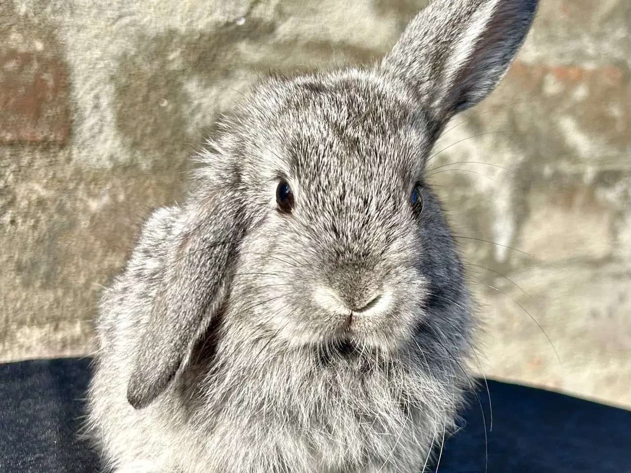 Billede 8 - Super søde kaninunger