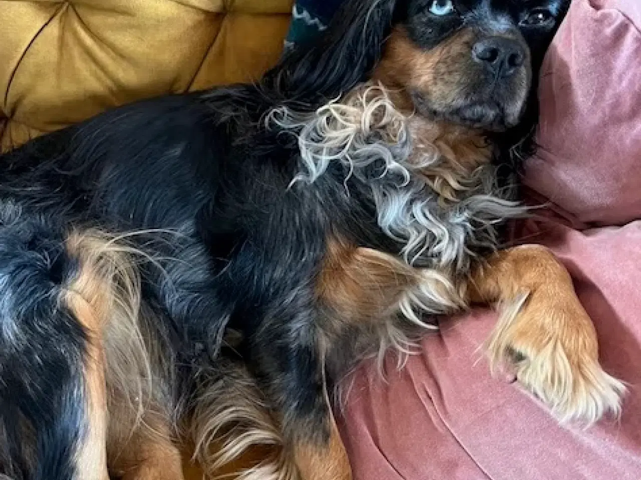 Billede 5 - Cockalier hvalpe med Aussie twist