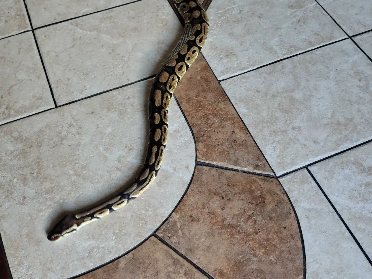 Billede 1 - Slange sælges