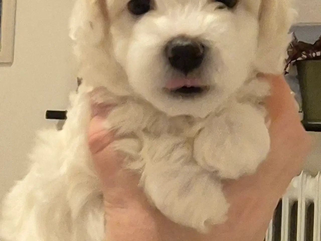 Billede 4 - Skønne malteserhvalpe søger deres nye