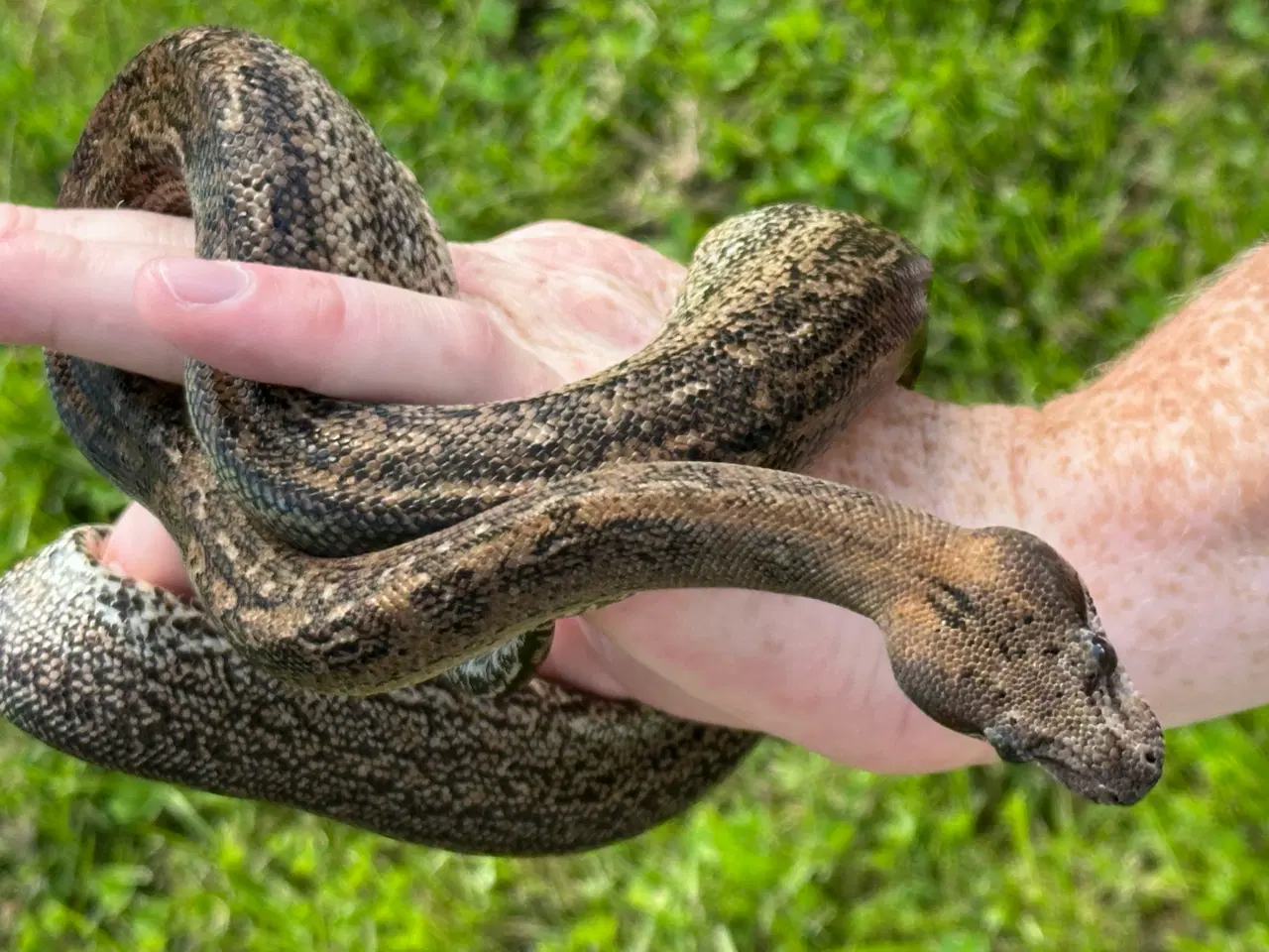 Billede 4 - Smuk Leopard Boa til salg 0,1 🐍