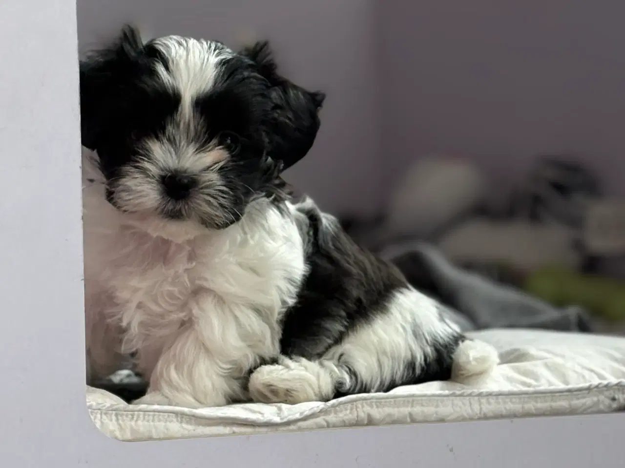 Billede 3 - Fin lille Boomer tæve shih tzu/malteser