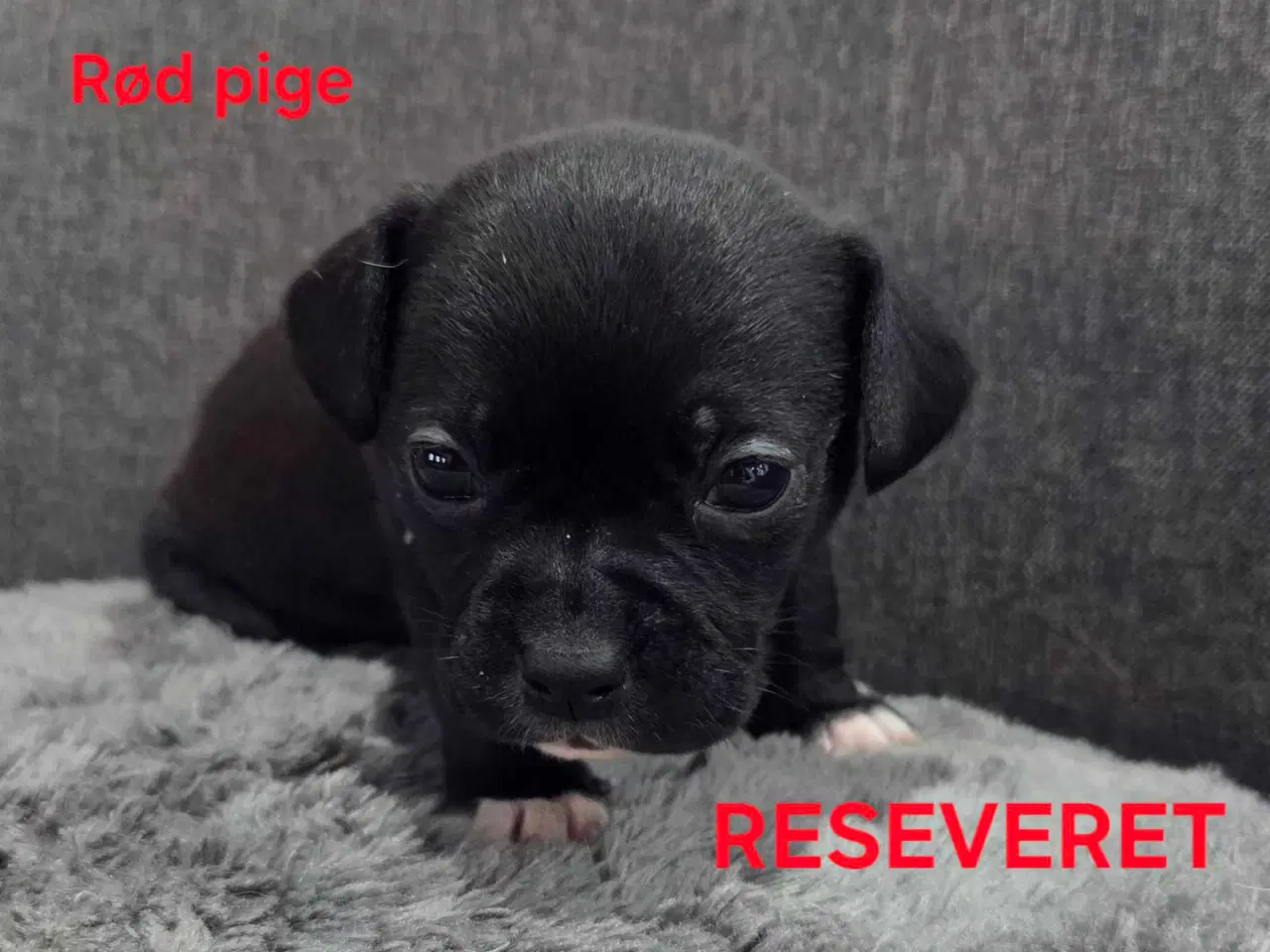 Billede 19 - Bullhuahua hvalpe 