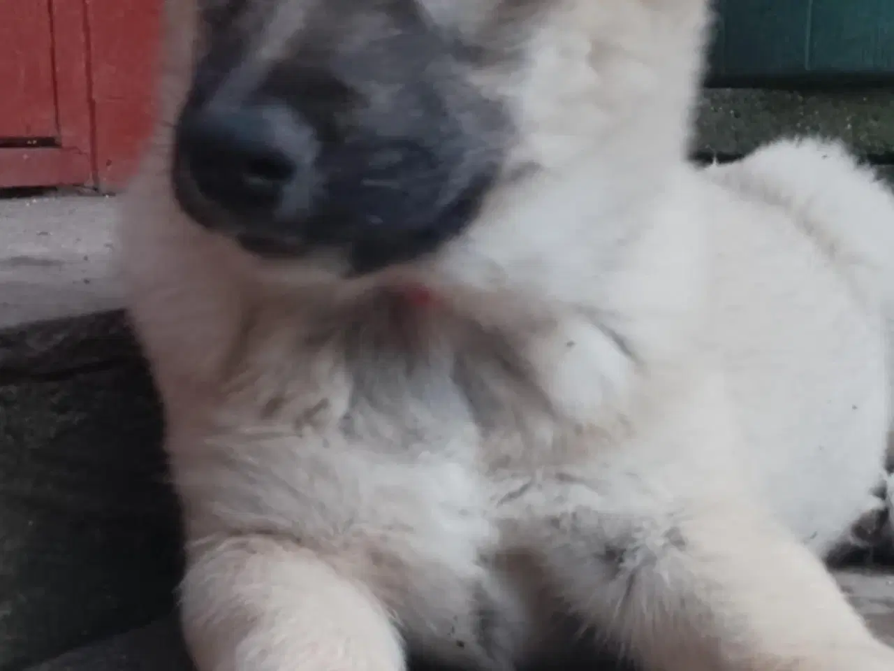 Billede 11 - Husky blandinger 